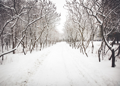 冬季公园与雪