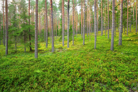 在拉脱维亚的松树林