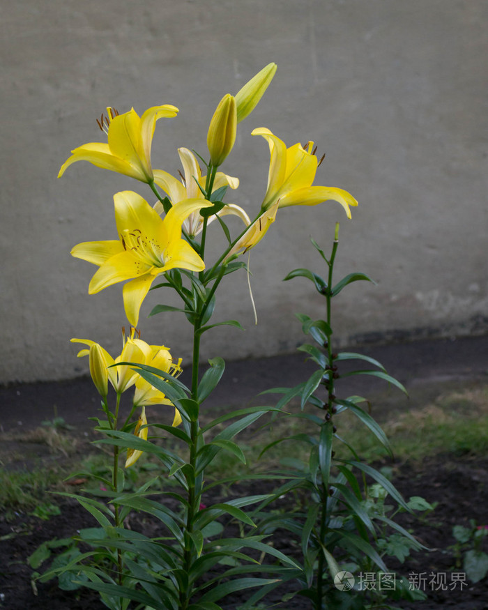 美丽的老虎百合花在庭院