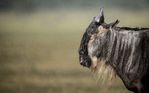 一个白胡子羚羊站在雨中戈罗恩戈罗口