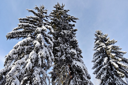 大雪后装载的松树树枝