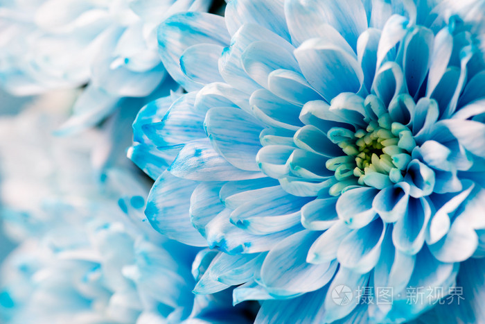 蓝色的菊花花朵关闭起来，宏