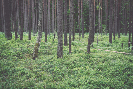 古老的森林，长满了苔藓覆盖树木和阳光在夏天v