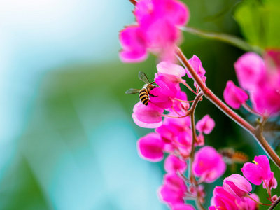 蜜蜂与花