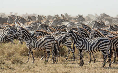 群的坦桑尼亚塞伦盖蒂平原斑马
