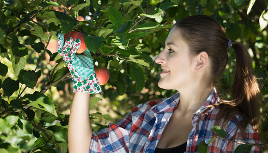 美丽微笑的女人，在花园里看着苹果
