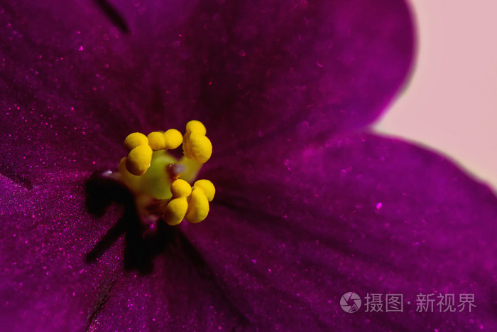 暗紫色的小花紫照片 正版商用图片1lu7dq 摄图新视界