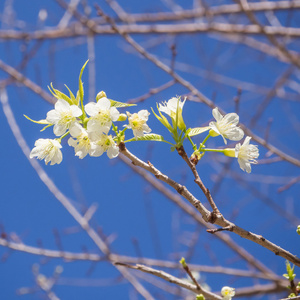 泰国的白色樱花