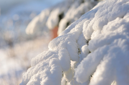 在雪中的云杉