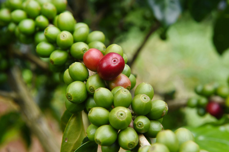 茎绿色咖啡豆