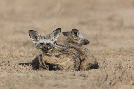 在塞伦盖蒂，坦桑尼亚蝙蝠耳的狐狸