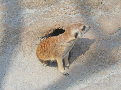 在自然中的猫鼬