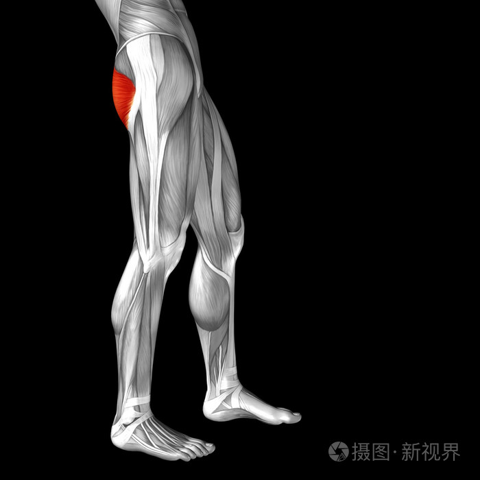 大腿解剖或解剖