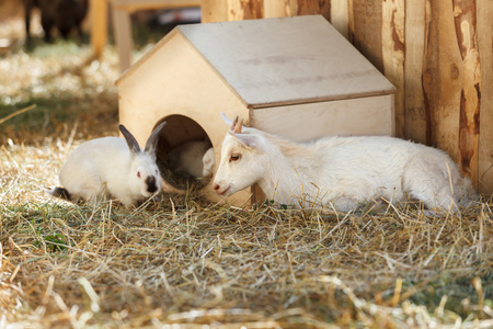 山羊和兔子附近的小木屋