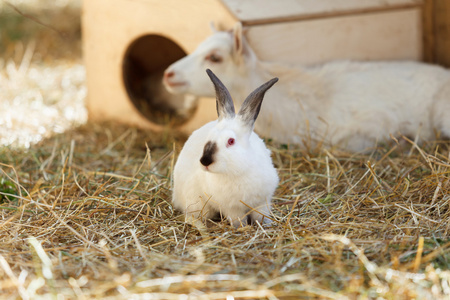 那只小白兔在乾草农场