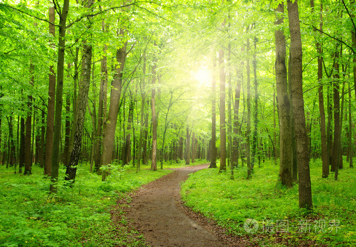 太阳在一片绿森林