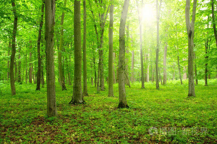 太阳在一片绿森林