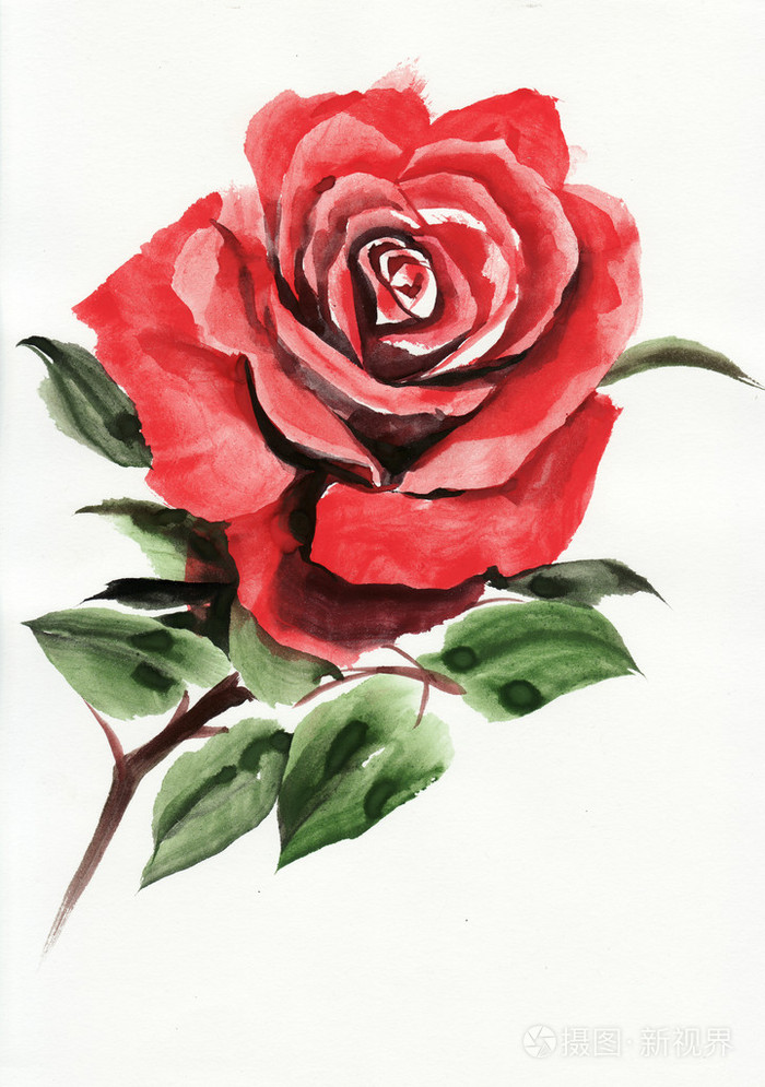 红玫瑰花朵水彩画