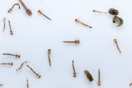 蚊子的幼虫图片