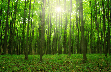 太阳在一片绿森林照片