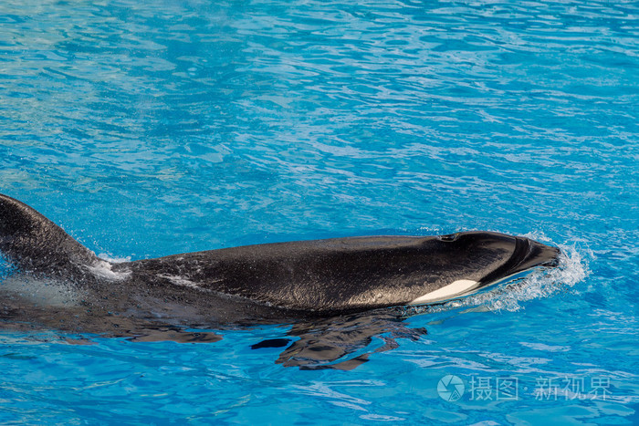 游泳时鲸
