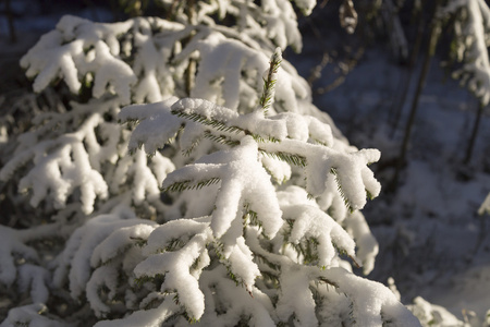 雪中覆盖的小云杉树