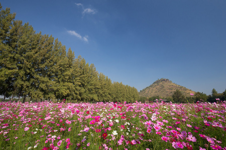 波斯菊花田