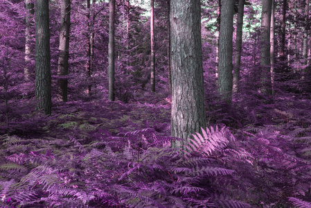 美丽梦幻的备用彩色的森林景观