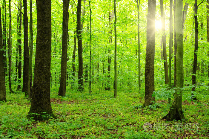 太阳在一片绿森林