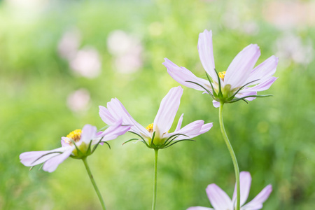 小花在农场开花