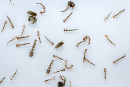 蚊子的幼虫图片