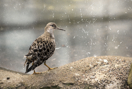 鸟 Ruff 石头之间