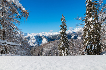 舒适的冬天场景与雪覆盖在山的树