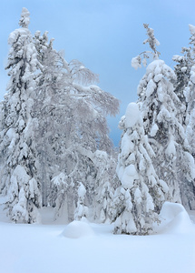 树木在一层厚厚的雪下