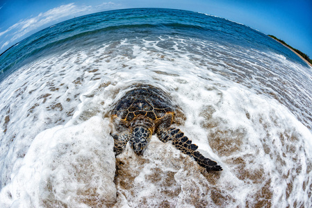 绿海龟抵达夏威夷海岸