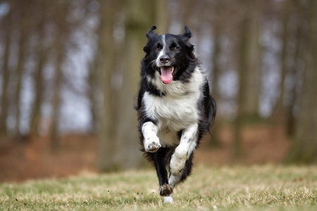 在户外的边境牧羊犬