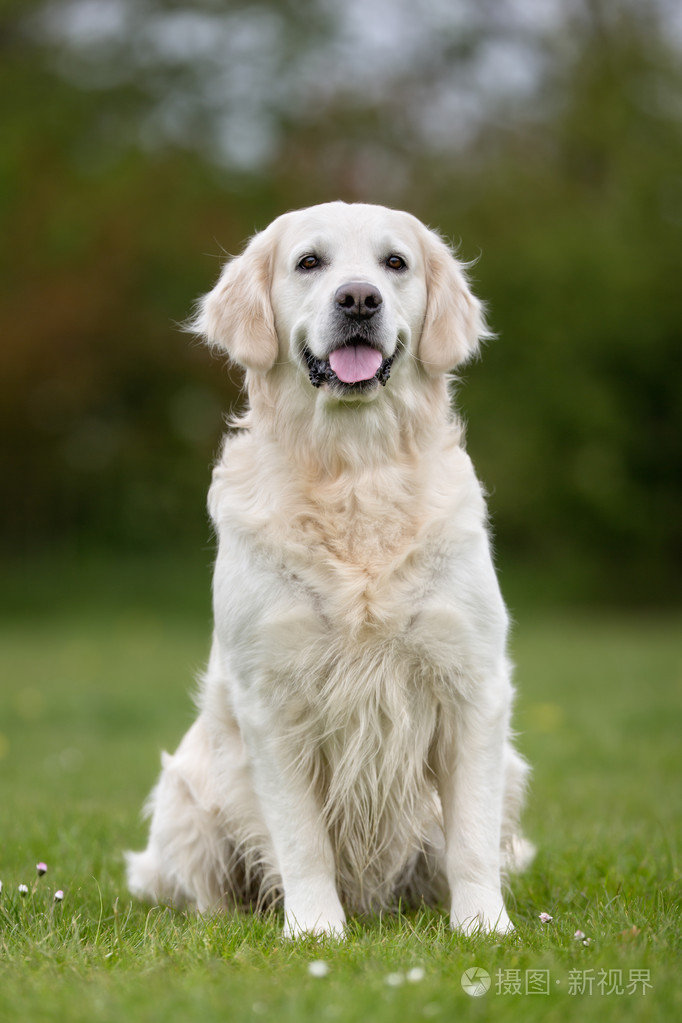 在户外的金色猎犬狗