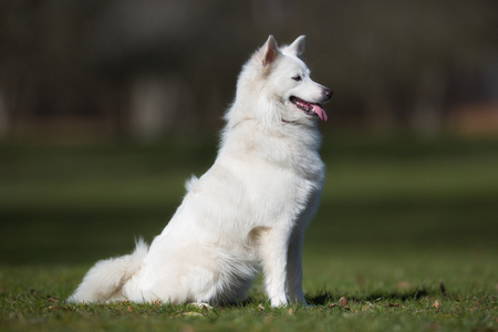 萨摩耶德犬户外性质