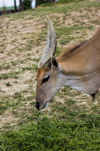 大角斑羚的特写视图