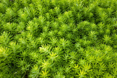 绿色的植物叶片纹理背景