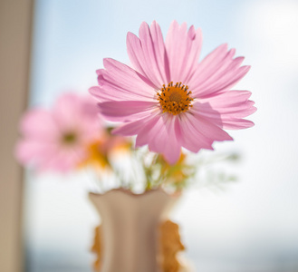 粉色波斯菊花海