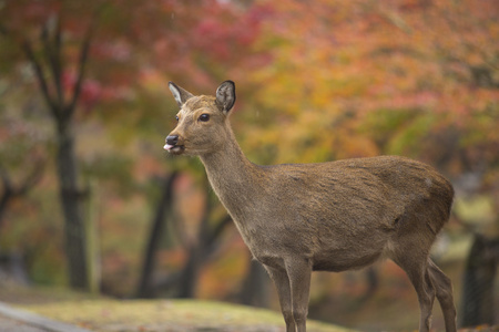 奈良鹿在奈良公园免费漫游日本