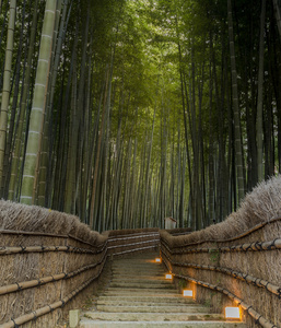 在日本，岚山，京都竹林