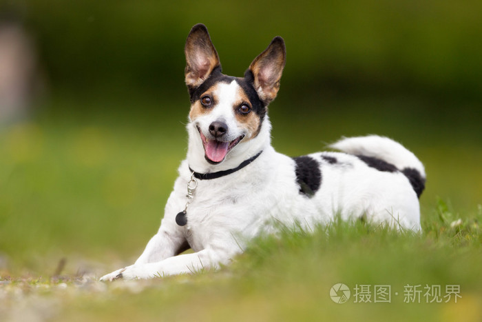 快乐和微笑丹麦瑞典农场狗