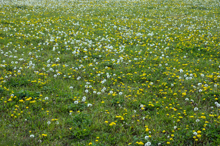 草地上野花图片