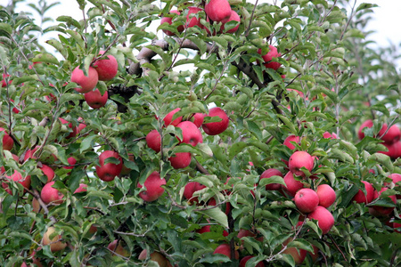 凝乳苹果一棵苹果树照片