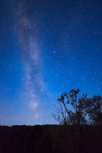 与许多明星以上领域的树木蓝色黑暗的夜空