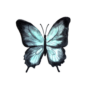 水彩手绘制的蝴蝶