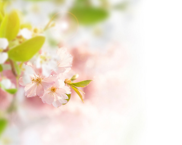 vren grnsen bakgrunden med rosa blomma