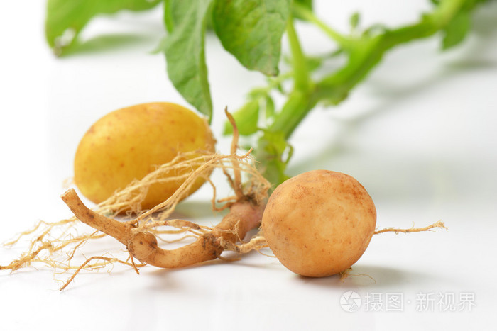 整个马铃薯植株